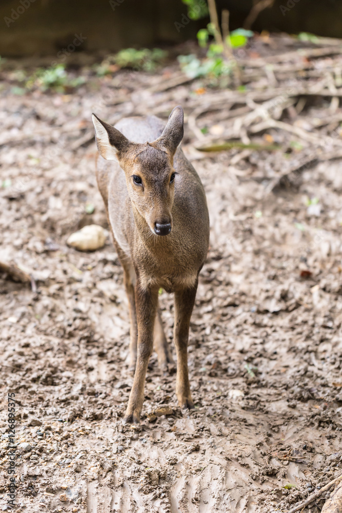 Indian hog deer in head close up shot