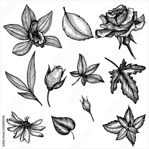 vintage vector floral set