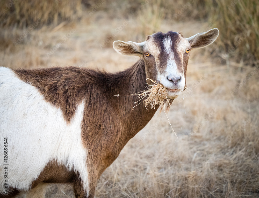 Goat eating grass