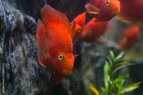 Bilde på lerret Blood parrot cichlid well known as bloody parrot and blood parro