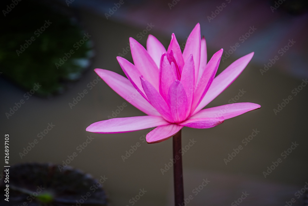 Pink lotus flower of nature on lotus pond in Udon Thani ,Thailand. Photo taken on: 10 November , 2016 Pink lotus flower of nature on lotus pond in Udon Thani ,Thailand. Photo taken on: 10 November , 2016