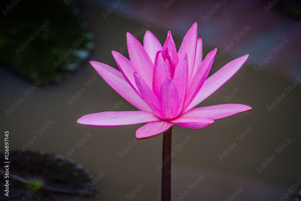 Pink lotus flower of nature on lotus pond in Udon Thani ,Thailand. Photo taken on: 10 November , 2016 Pink lotus flower of nature on lotus pond in Udon Thani ,Thailand. Photo taken on: 10 November , 2016