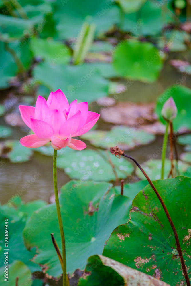 Pink lotus flower and green leaf of nature on lotus pond in Udon Thani ,Thailand. Photo taken on: 10 November , 2016 Pink lotus flower and green leaf of nature on lotus pond in Udon Thani ,Thailand. Photo taken on: 10 November , 2016
