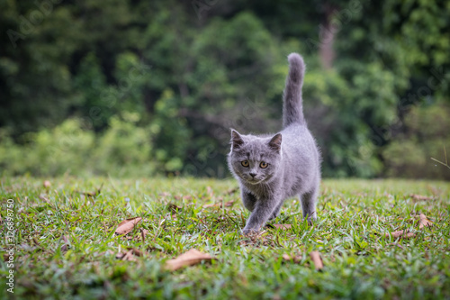 The kitten in an outdoor park © chendongshan