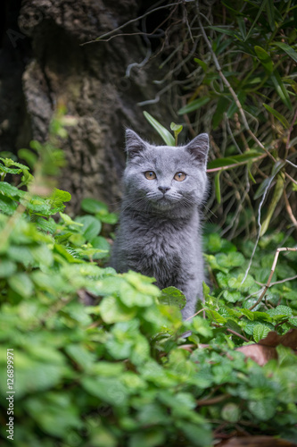 The kitten in the outdoor park