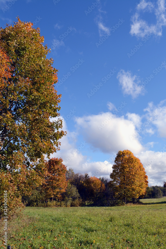 Clouds  over yellow maple trees on autumn day