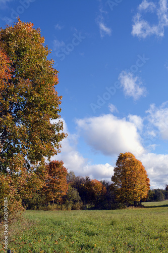Clouds over yellow maple trees on autumn day