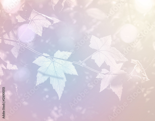 Green maple leaf in deep forest, soft focus and color