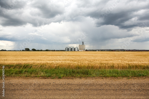 Wheat fields and grain elevator in Sidney, Montana during a rain storm on a summer day.  © harmantasdc