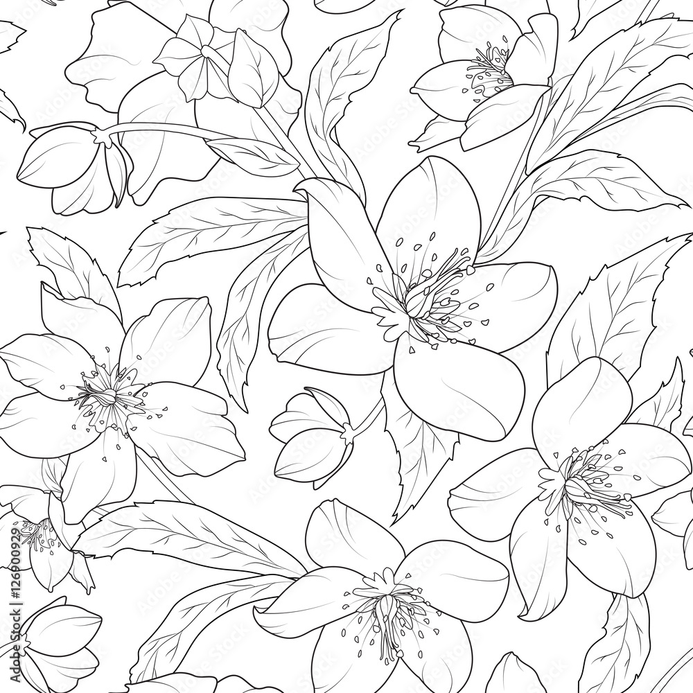 Christmas winter rose hellebore flowers seamless pattern. Lenten rose ...