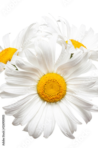 Floral poster. Daisy  camomiles isolated on white background