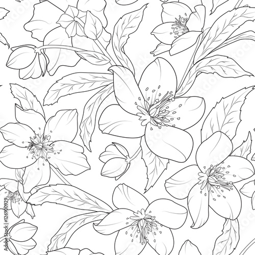 Christmas winter rose hellebore flowers seamless pattern. Lenten rose. Helleborus niger. Detailed black and white outline sketch drawing. Vector design illustration.
