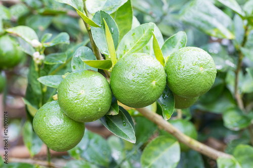 Photography Green lemons hanging on tree