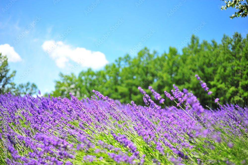 Colorful Lavender Flower Fields 