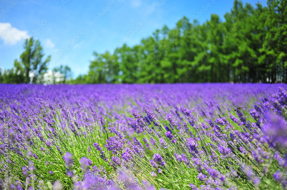 Colorful Lavender Flower Fields 