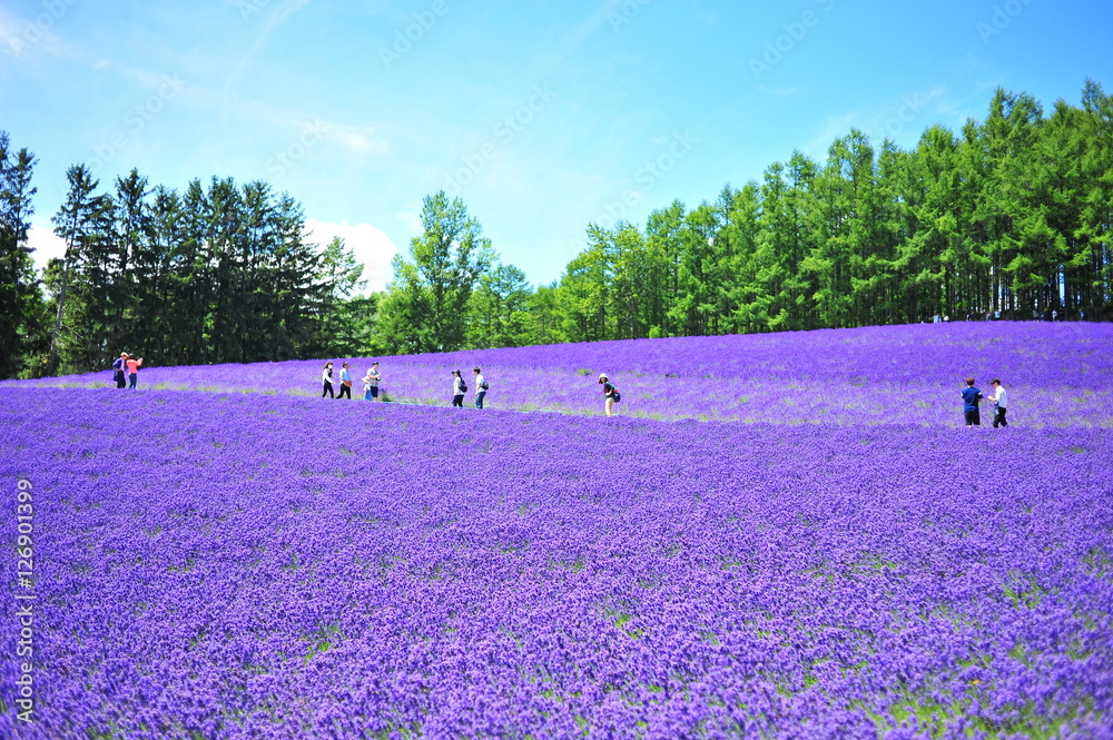 Colorful Lavender Flower Fields  - obrazy, fototapety, plakaty 