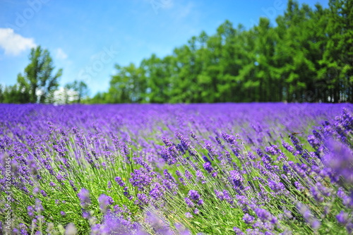 Colorful Lavender Flower Fields 