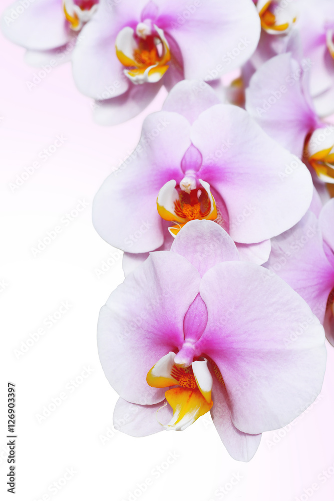blossoming orchid flower, isolate on white background. blossoming orchid flower, isolate on white background.