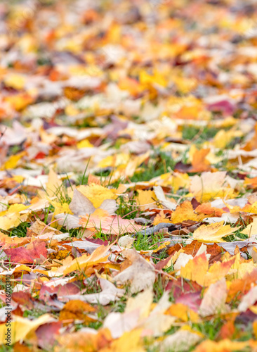 golden leaves