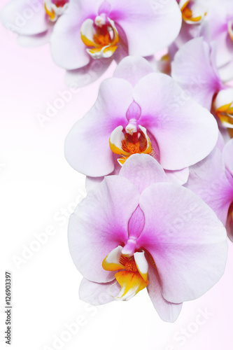 blossoming orchid flower  isolate on white background.