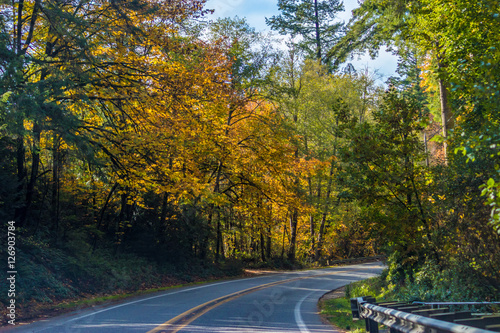 fall foliage over road