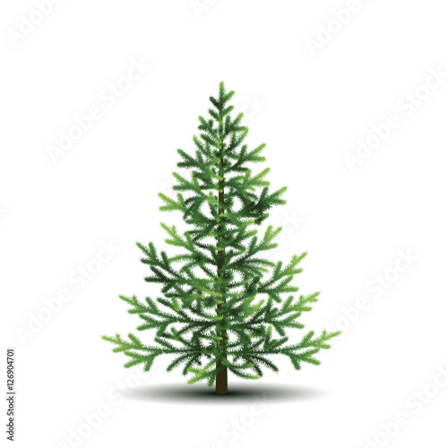 fir tree with green branches and shadow