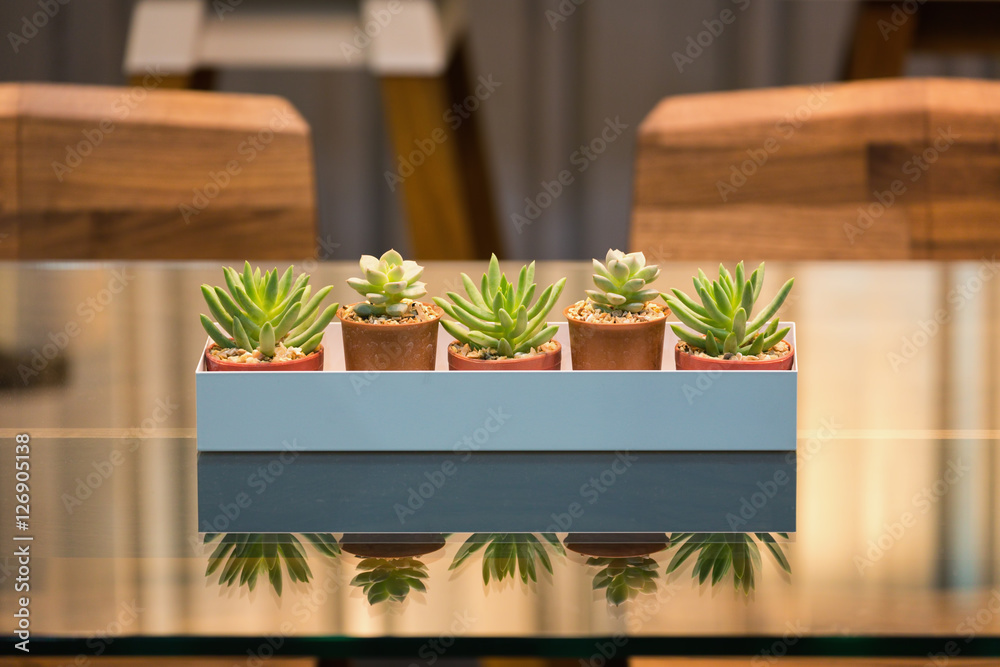Row of cactus and succulent Row of cactus and succulent