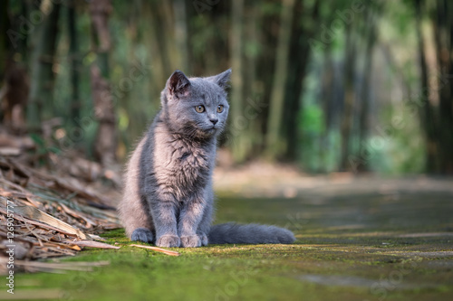 The kitten in the outdoor park