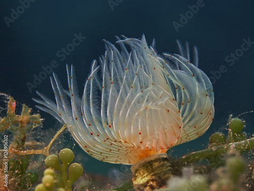 Tube Worm, Kalkröhrenwurm (Protula sp) photo