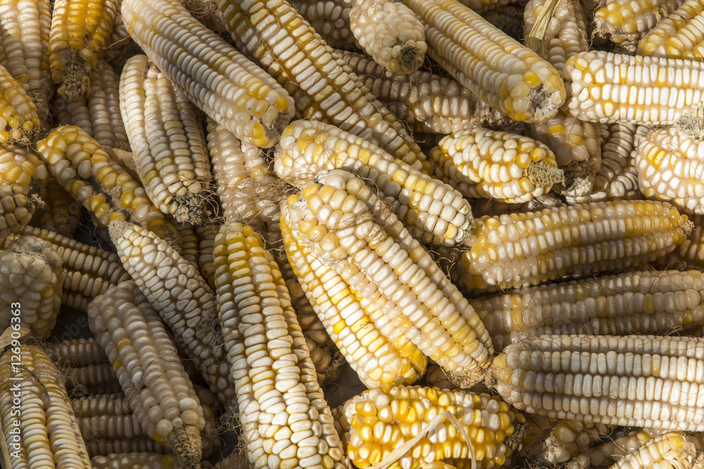White flint corn White flint corn