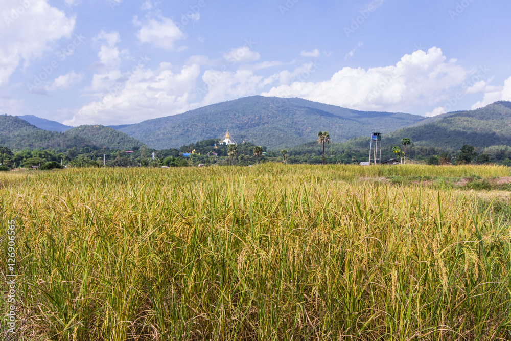 golden rice field with Thai temple on the mountain golden rice field with Thai temple on the mountain