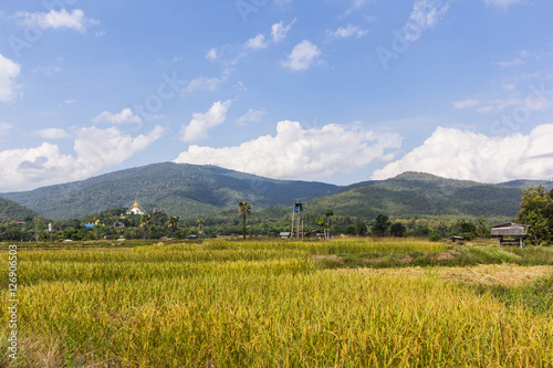 golden rice field with Thai temple on the mountain