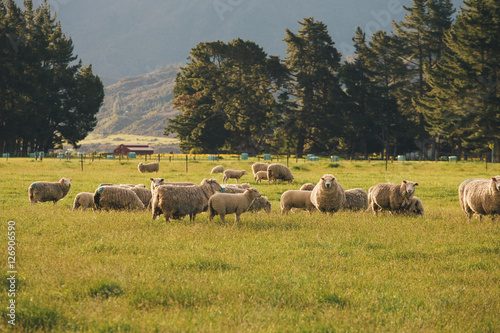 Sheep in New Zealand