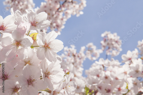 Sunburst Cherry Blossom © Adrian