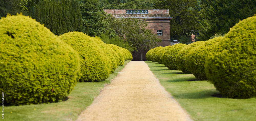 Formal garden path with alley of bushes