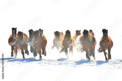 Photography horse racing, horse race on the snow, china
