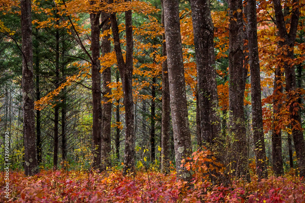 Fototapeta premium Beautiful autumn forest
