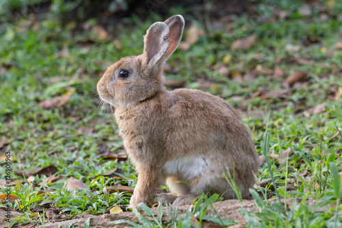 rabbit on field