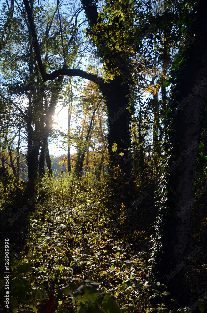 Obraz premium lichtdurchflutet