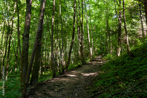 Beautiful forest in Koprivnice photo