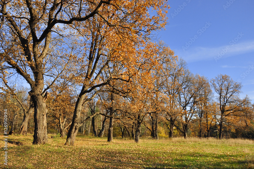 Autumn in the oak grove