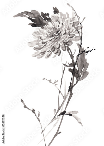 Ink illustration of flower, blooming chrysanthemum. Sumi-e, u-sin, gohua painting stile. Silhouette made up of black brush strokes isolated on white background. photo