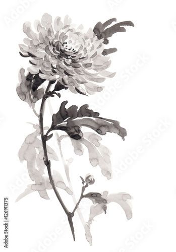 Ink illustration of flower chrysanthemum. Sumi-e, u-sin, gohua painting stile. Silhouette made up of black brush strokes isolated on white background. photo