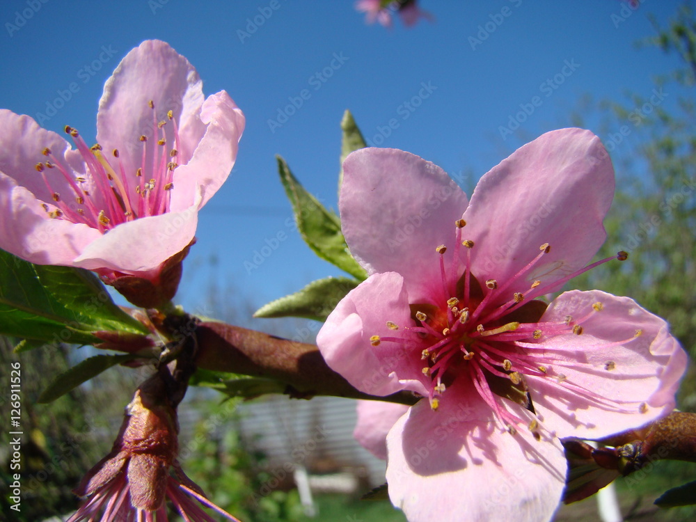 Obraz premium Apple blossoms