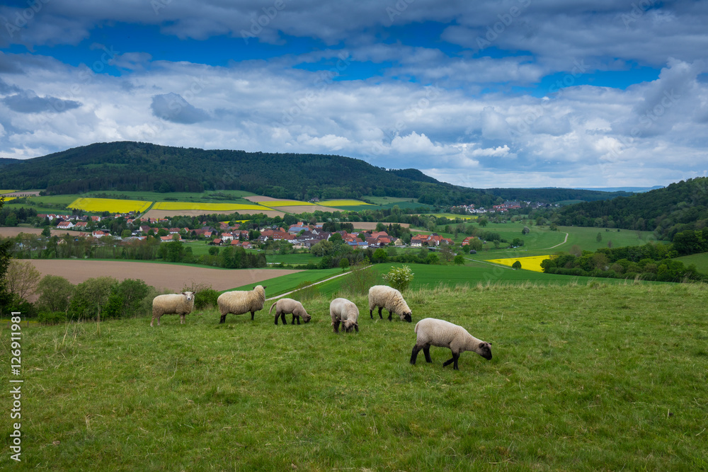 Grazing sheeps in a pasture, Germany