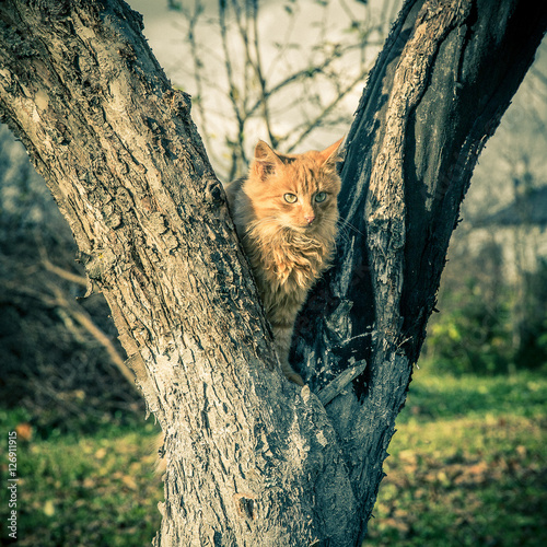 Фотография Red domestic tomcat on the tree