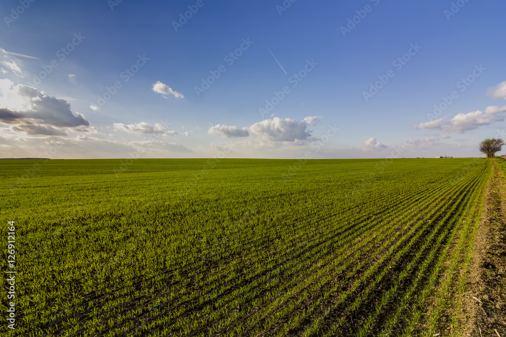 Stunning landscape of green young wheat field and day sky with clouds