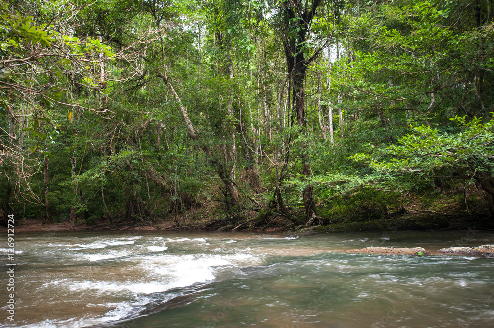 custom made wallpaper toronto digitalwild river in Tropical rain forest with green trees