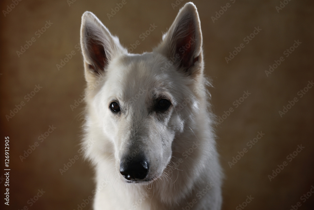 Berger Blanc Suisse im Studio Berger Blanc Suisse im Studio