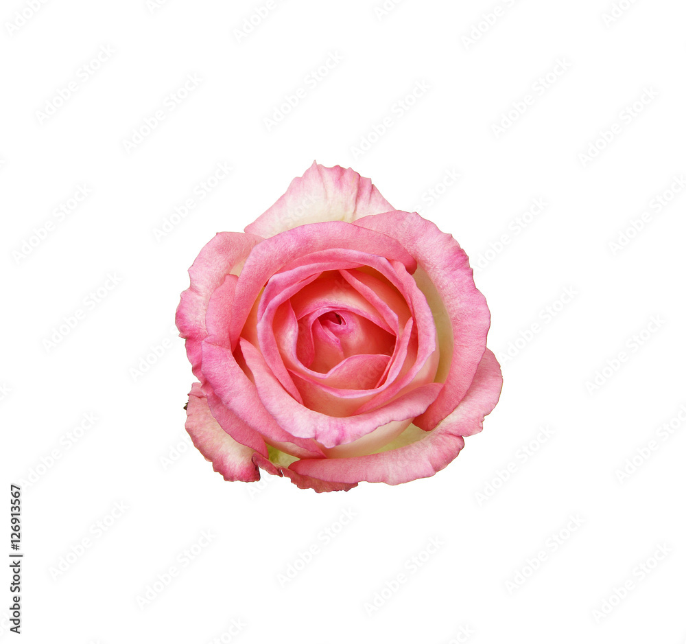 Beautiful pink rose isolated on white background Beautiful pink rose isolated on white background